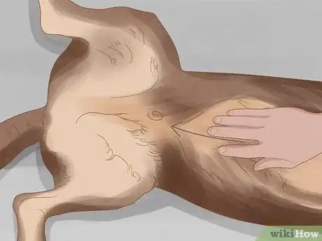 Imagen titulada Massage a Dog to Poop Step 4