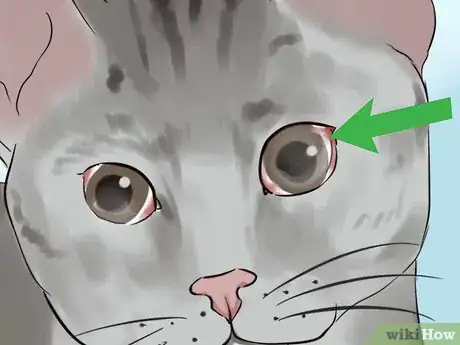 Imagen titulada Tell if Your Cat Is Blind Step 5