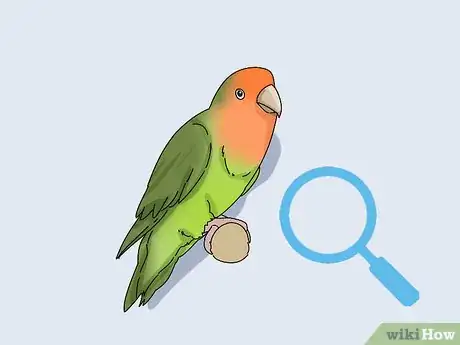 Imagen titulada Determine the Sex of a Lovebird Step 4