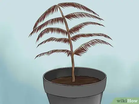 Imagen titulada Care for a Norfolk Pine Step 12