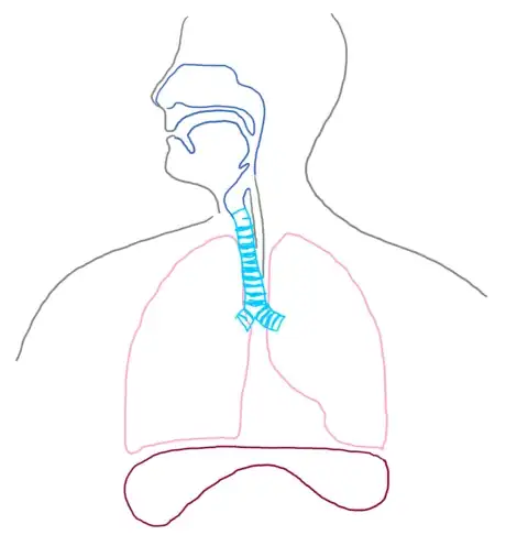 Imagen titulada Diaphragm_respsyst_gb2653.png