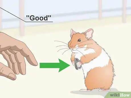 Imagen titulada Teach a Hamster Tricks Step 4