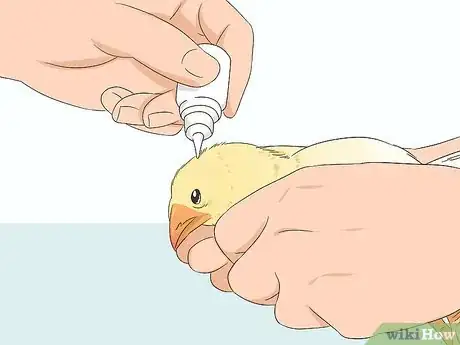 Imagen titulada Vaccinate Chickens Step 11