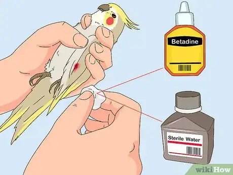 Imagen titulada Treat Injured Cockatiels Step 9