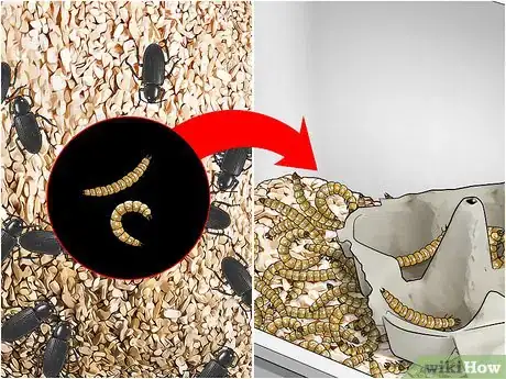 Imagen titulada Raise Mealworms Step 14