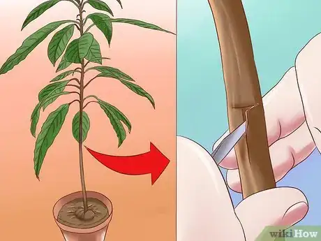 Imagen titulada Grow Avocados Step 13