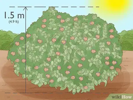 Imagen titulada Grow Lantana Plants Step 6