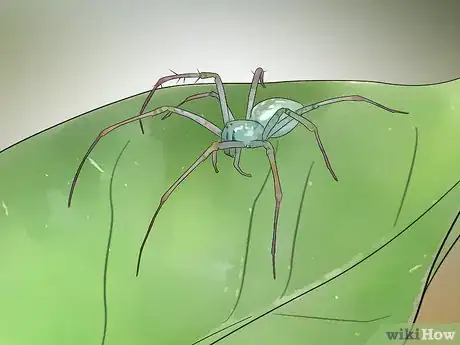 comparación del tamaño de la araña viuda negra