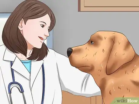 Imagen titulada Solve Your Dog's Skin and Scratching Problems Step 10