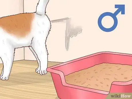 Imagen titulada Determine the Sex of a Kitten Step 8