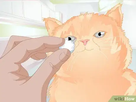 Imagen titulada Clean Gunk from Your Cat's Eyes Step 4