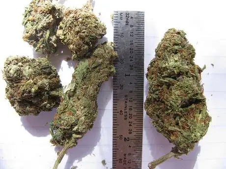 Imagen titulada Mexican Weed & Hydro Bud