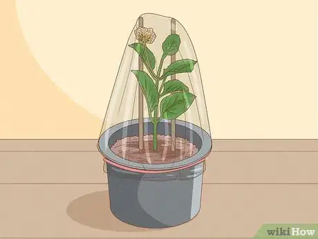 Imagen titulada Grow Lantana Plants Step 3