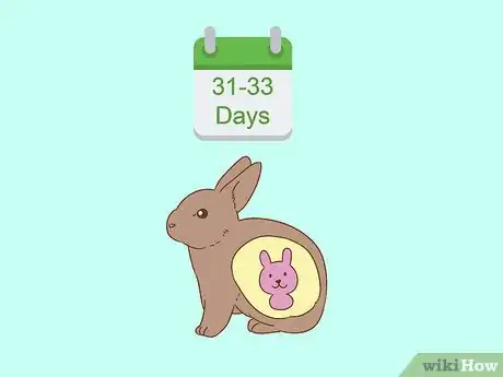 Imagen titulada Know if Your Rabbit is Pregnant Step 9