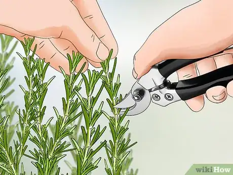 Imagen titulada Harvest Rosemary Step 3