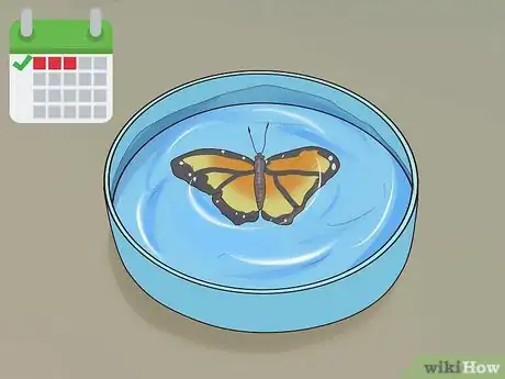 Imagen titulada Preserve a Butterfly Step 15