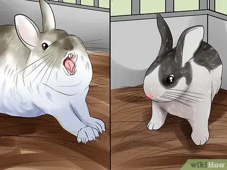 Imagen titulada Teach a Rabbit Not to Scratch Step 9