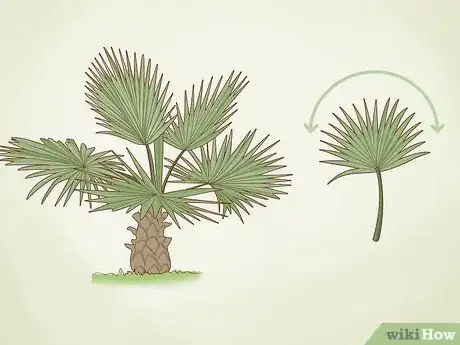 Imagen titulada Identify Palm Trees Step 2