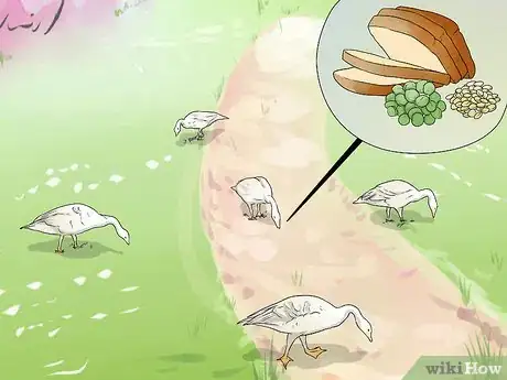 Imagen titulada Feed Geese Safely Step 11