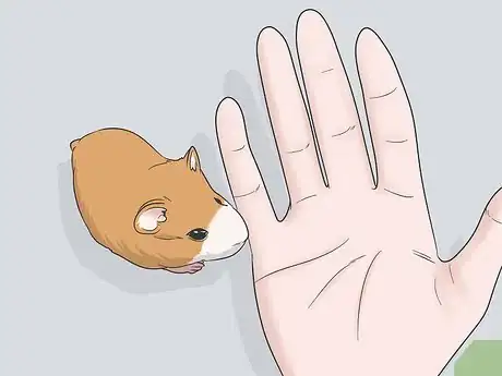 Imagen titulada Hold a Hamster Step 5