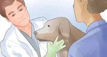 ponerle la vacuna antirrábica a tu perro en casa