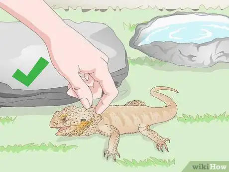 Imagen titulada Pet a Bearded Dragon Step 11