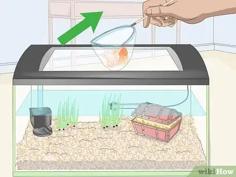 Imagen titulada Clean Fish Tank Rocks Step 1