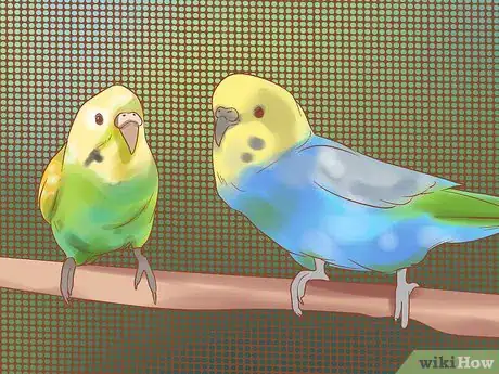 Imagen titulada Breed Budgies Step 24