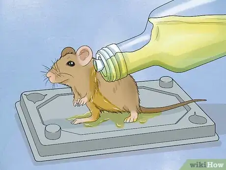 Imagen titulada Remove a Live Mouse from a Sticky Trap Step 4