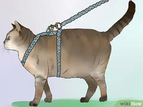 Imagen titulada Make a Harness for Your Fat Cat Step 22