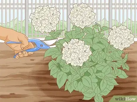 Imagen titulada Grow Hydrangeas Step 11