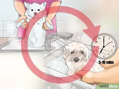 Imagen titulada Get Rid of the Skunk Smell on Pets Step 6