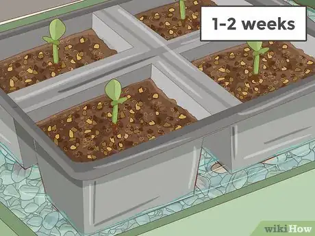 Imagen titulada Plant Desert Rose Seeds Step 14