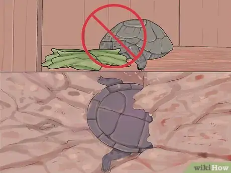 Imagen titulada Care for a Hibernating Turtle Step 7