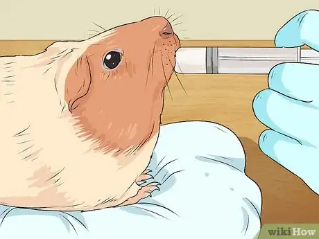 Imagen titulada Care for a Guinea Pig with Pneumonia Step 13