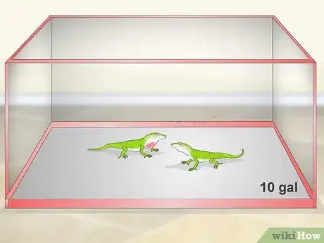 Imagen titulada Set up a Green Anole Tank Step 1