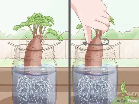 Imagen titulada Grow Sweet Potatoes Step 8