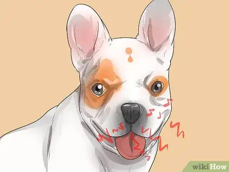 Imagen titulada Treat Breathing Problems in French Bulldogs Step 1