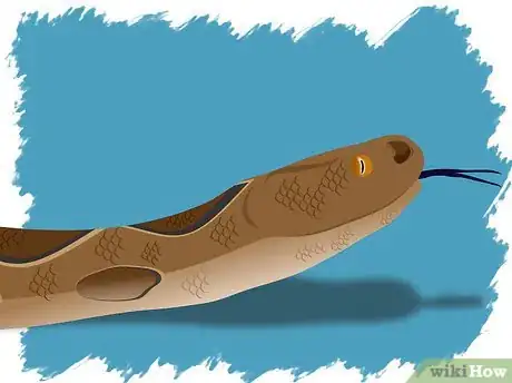 Imagen titulada Identify a Venomous Snake Step 16