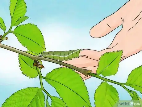 Imagen titulada Find a Caterpillar Step 10