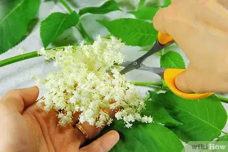 Imagen titulada Make Elderflower Cordial Step 3