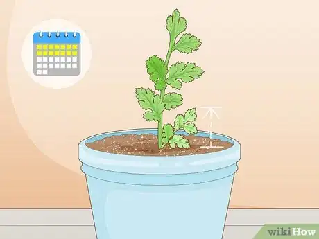 Imagen titulada Grow Parsley from Cuttings Step 9