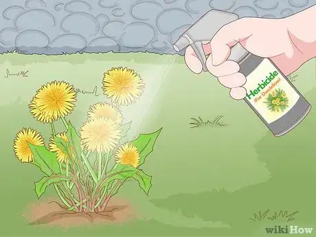 Imagen titulada Get Rid of Dandelions in a Lawn Step 10