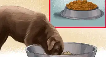 hacer comida para perros