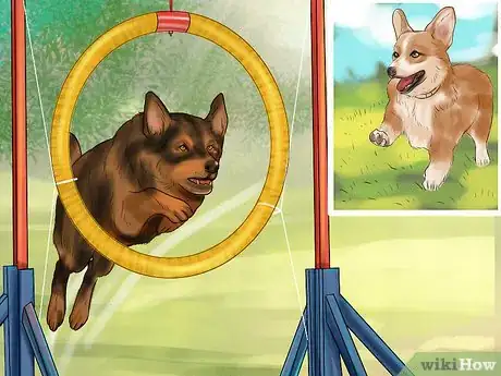 Imagen titulada Design a Dog Agility Course Step 1