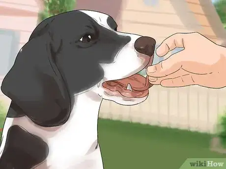 Imagen titulada Groom a Dog That Bites Step 2