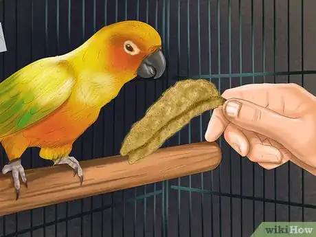 Imagen titulada Care for a Conure Step 16