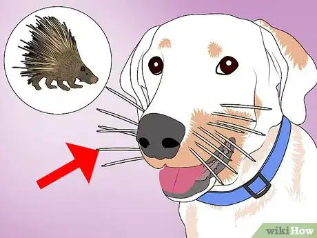 Imagen titulada Remove Porcupine Quills Step 26