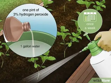 Imagen titulada Use Hydrogen Peroxide in the Garden Step 7