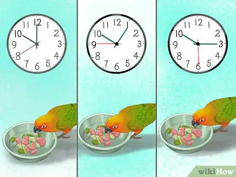 Imagen titulada Care for a Conure Step 14